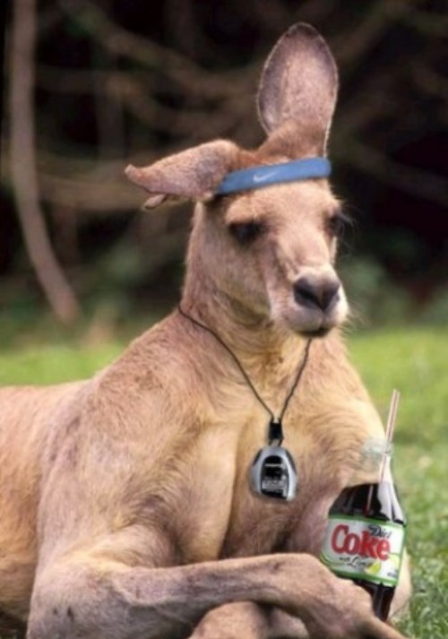 22 Very Most Funny Kangaroo Pictures - Funnyexpo