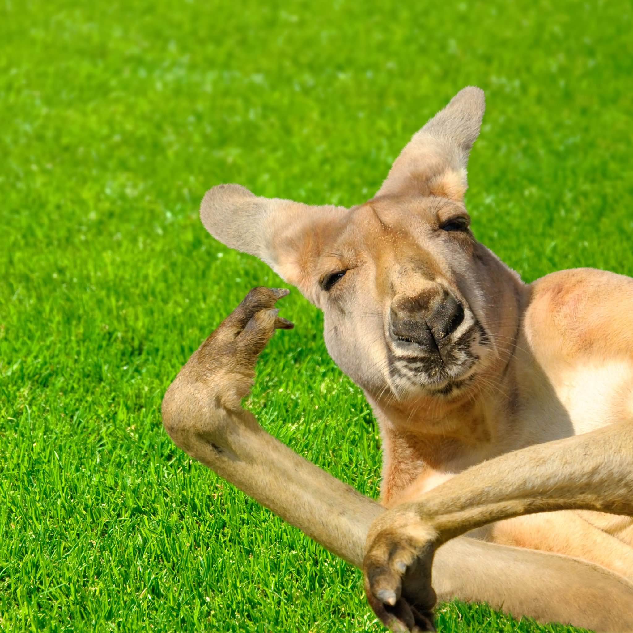 22 Very Most Funny Kangaroo Pictures - Funnyexpo