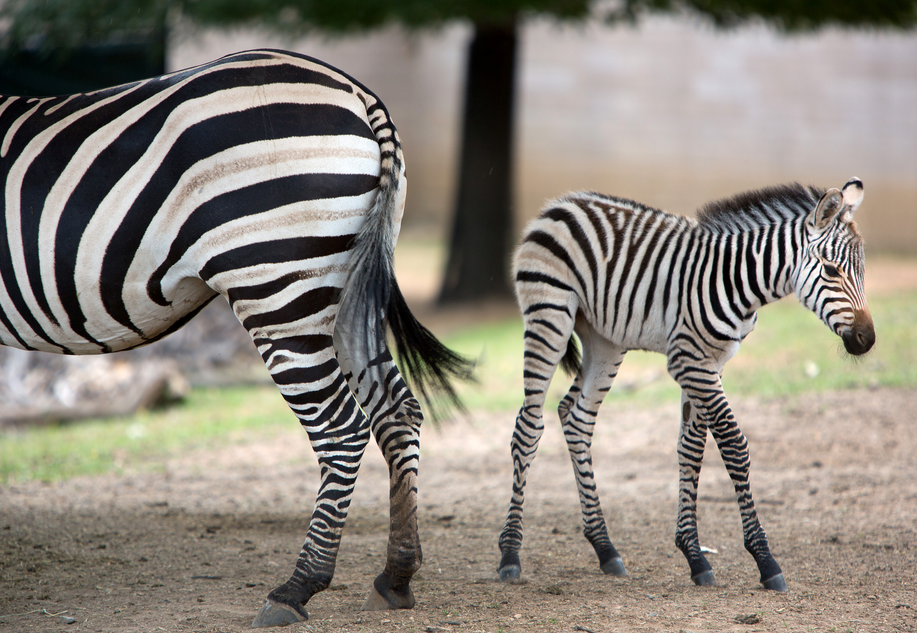 cute baby zebra stock photos & pictures for facebook