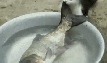 Cat Trying To Steal A Fish… Funny Cat Gif Funny