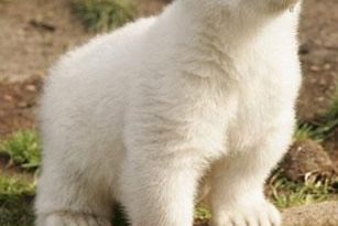 Cute Polar Bear