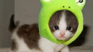 Froggy Cat Cute Pictured