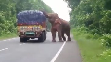 Elephant Stops And Eats Potatoes From Truck On Road