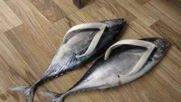 Fish Chappal So Funny