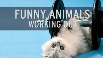 Funny Animals Working Out