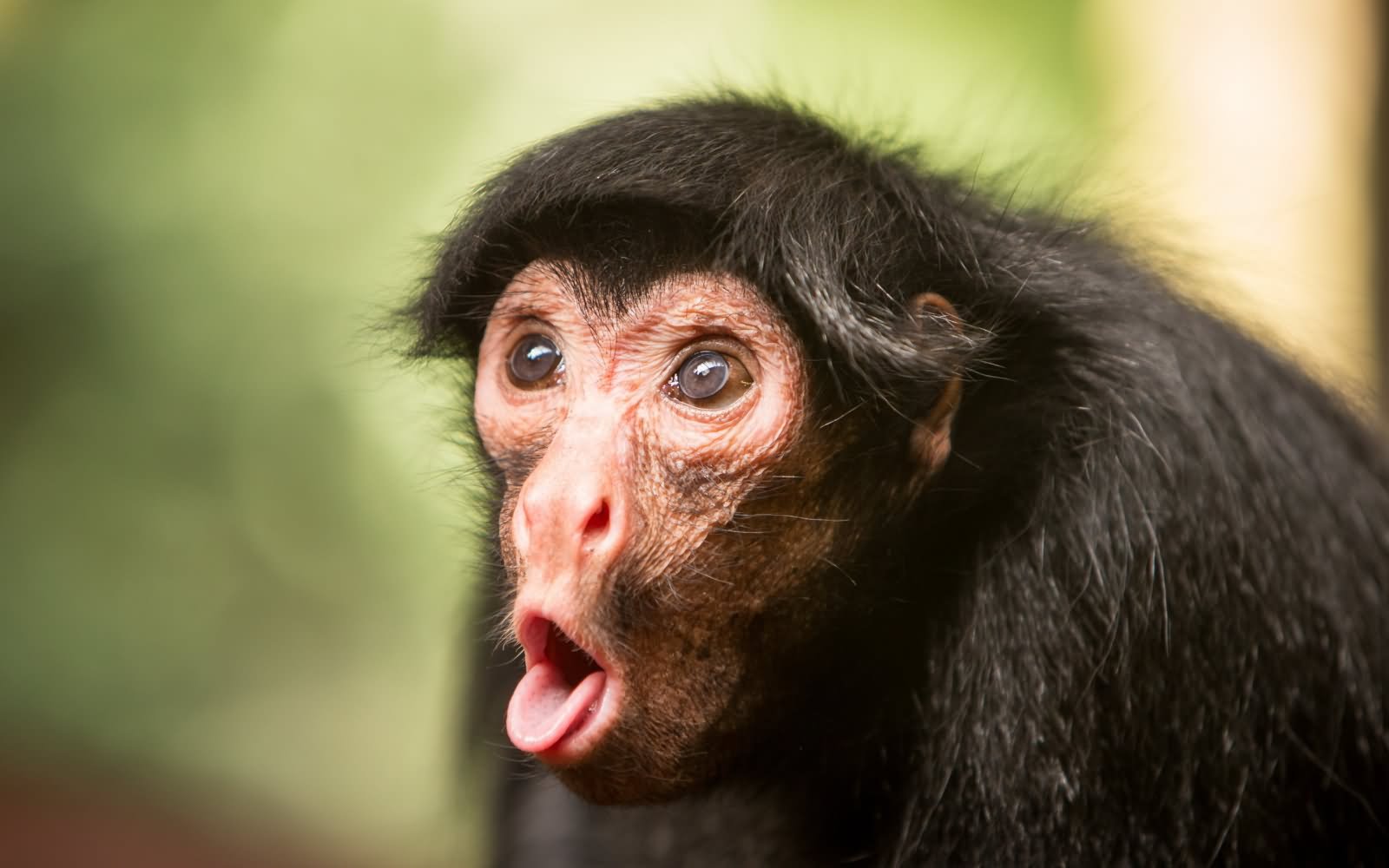 Most Funniest Monkey Face Pictures That Will Make You Laugh