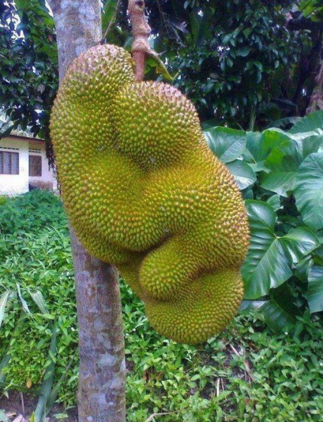 Top 34 Funny Pictures Of Fruits And Vegetables