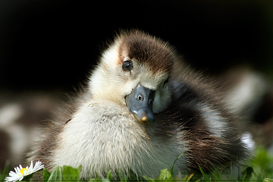 Cutie Baby Animals Bring You a Good Mood