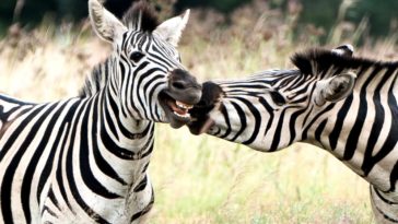 Most Funniest Zebra Face Pictures And Photos Will Make Smile On Your Face