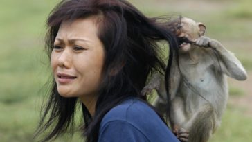 Monkey Eating Womans Hair Funny Picture