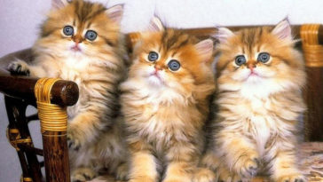 Little Cute Cats Princess Image