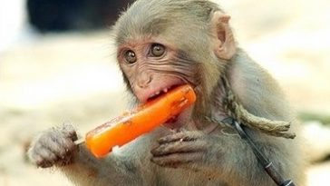 Monkey Enjoying Ice Cream