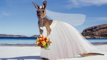 22 Very Most Funny Kangaroo Pictures