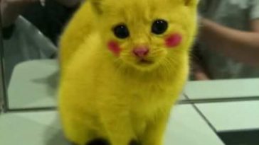 Pikachu Cat Cute Pictures