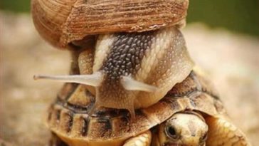 Snail-On-Turtle-And-Say-Slow-Down-Funny-OMG-Image