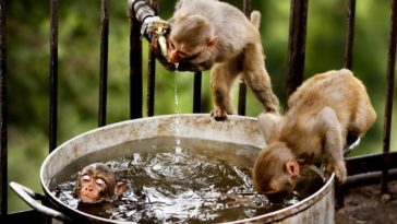 Thirsty Monkeys