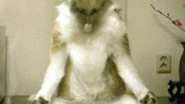 Yoga Dog Funny Picture