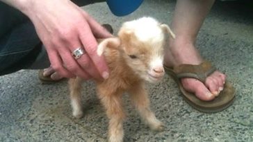 Cute Baby Goats - A Cute And Funny Baby Goats Compilation