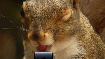 FUNNY SQUIRREL DRUNK MEME PICTURE