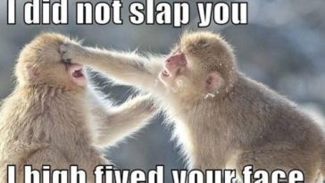 I High Fived Your Face Funny Animal Meme Image