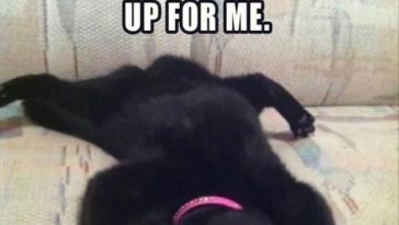 VERY FUNNY LAZY MEME IMAGE OF CAT