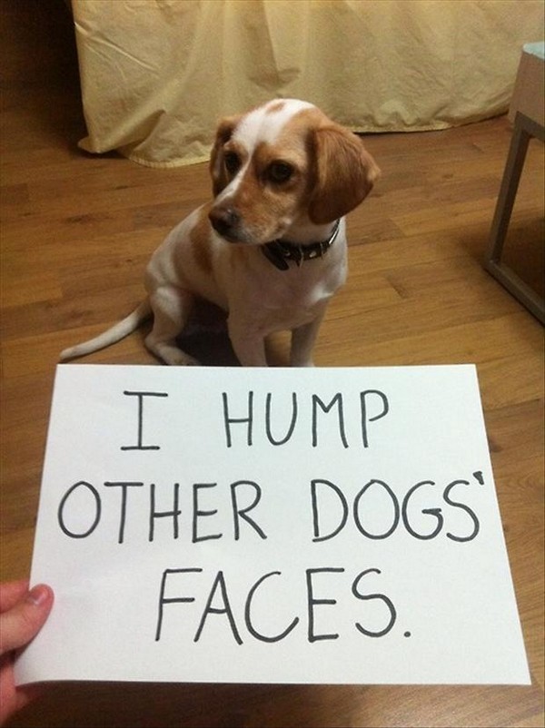 70 Funny Dog Pictures You Need To See Reader s Digest
