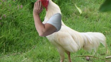 Cock With Human Hands Funny Picture 4