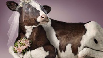 Cow In Funny Bridal Dress Picture