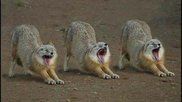 Very Funny Yawning Picture 21