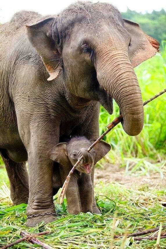 Most Beautiful Pictures of Cute Baby Elephant For Share To Everyone