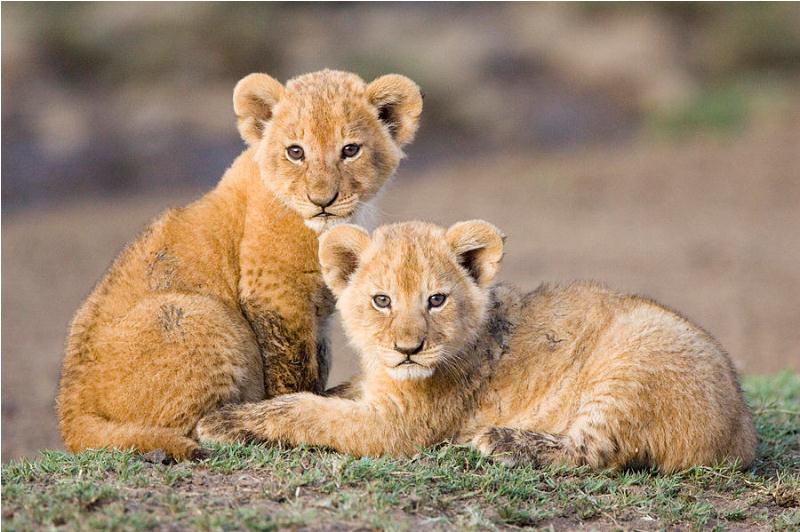 cute lion Baby Picture 32