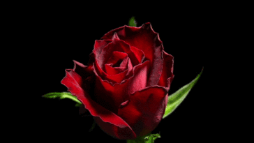 Fabulous Happy Valentines Rose Flower Gif Image For True Love